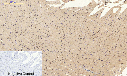 IHC - Bad Polyclonal Antibody AP68618